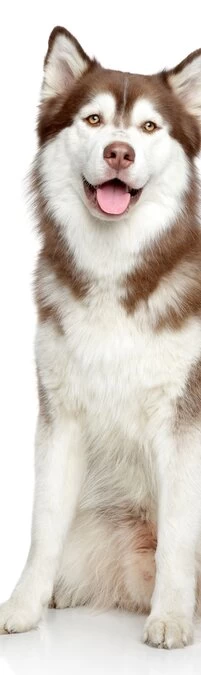 SALE: Muursticker/deursticker Siberische Husky 50x210cm (BxL)